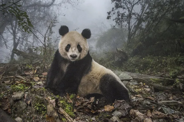 16-year-old panda, Ye Ye, rests in an enclosure at the Wolong Nature Reserve, a conservation center that trains pandas for release into the wild. This image was published in the August 2016 National Geographic magazine as part of the “Pandas Gone Wild” story. (Photo by Ami Vitale/National Geographic Creative)