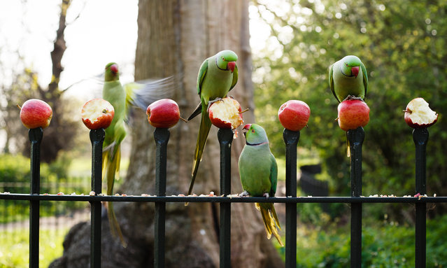 Parakeets eat apples fixed to the points of a fence in Kensington Gardens in London, England, on April 9, 2020. As Britain begins what is forecast to be a warm Easter holiday weekend, Foreign Secretary Dominic Raab today stressed the importance of not giving up 'social distancing' measures at a time when hopeful signs are beginning to show in the data for covid-19 coronavirus transmissions and hospitalisations. Raab, who is currently deputising for hospitalised Prime Minister Boris Johnson (who is now out of intensive care as he continues his recovery from the virus), announced today that a decision on next steps for the UK's coronavirus lockdown would not come before the end of next week. An extension of at least several more weeks is, however, widely expected. Across the UK meanwhile a total of 65,077 people have now tested positive for the novel coronavirus, with 7,978 having died. (Photo by David Cliff/NurPhoto via Getty Images)