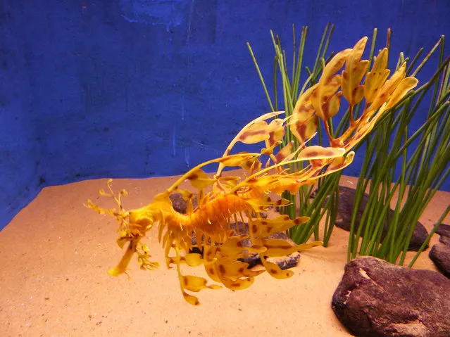 Leafy sea dragon