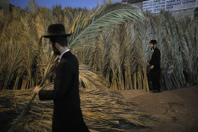 An Ultra-Orthodox Jewish man carries palm branches for the roof of his Sukkah, a temporary hut constructed for use during the week-long Jewish festival of Sukkot, the feast of the Tabernacles, in the ultra-Orthodox neighbourhood of Mea-Shearim in Jerusalem on October 2, 2017. Sukkot Is a week-long holiday feast begins on October4 which people eat and sleep in makeshift booths to commemorate the exodus of Jews from Egypt some 3200 years ago. (Photo by Menahem Kahana/AFP Photo)
