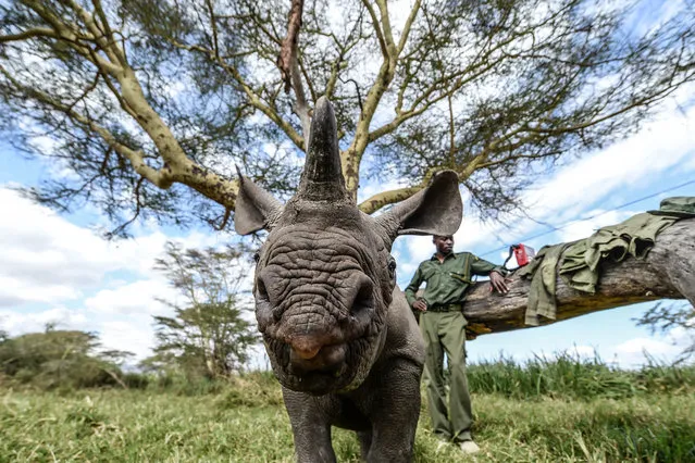 Orphaned baby rhinos seen on August 28, 2014 in Lewa Wildlife Conservancy, Ngare Ndare Forest, Kenya. (Photo by Luca Ghidoni/Barcroft Media)