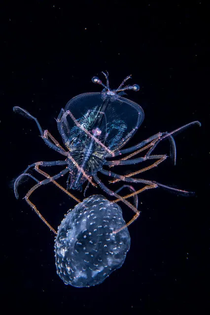 Underwater category. The Jellyfish Jockey by Anthony Berberian, France. In open ocean far off Tahiti, French Polynesia, Anthony regularly dives at night in water more than 2km (1.2 miles) deep. His aim is to photograph deep-sea creatures – tiny ones that feed on plankton. This lobster larva, at the phyllosoma stage, just 1.2cm across, was gripping the dome of a small mauve stinger jellyfish. The pair were drifting in the current, but the phyllosoma also seemed able to steer the jelly. (Photo by Anthony Berberian/Wildlife Photographer of the Year 2017)