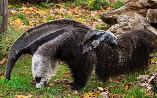 A giant baby anteater born with a ghostly white stripe has made its public debut at ZSL London Zoo – just in time for Halloween .The six- week- old giant anteater (Myrmecophaga tridactyla), was born overnight during last month’s storm Aileen, with zookeepers making the wonderful discovery the following morning. Now, mum Inca has taken her newborn outside for the first time, introducing the youngster to its home next to the Zoo’s giraffes. (Photo by ED/Camera Press/Picturedesk)