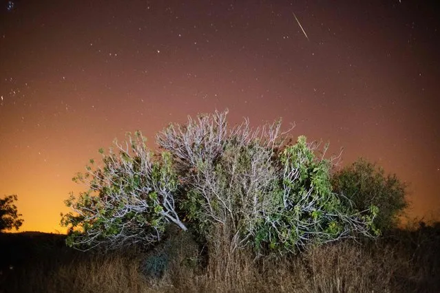A Perseid meteor streaks across the sky above trees on August 12, 2016 in the central Israeli village of Luzit during the Perseids meteor shower which occurs every year when the Earth passes through the cloud of debris left by Comet Swift-Tuttle. (Photo by Menahem Kahana/AFP Photo)