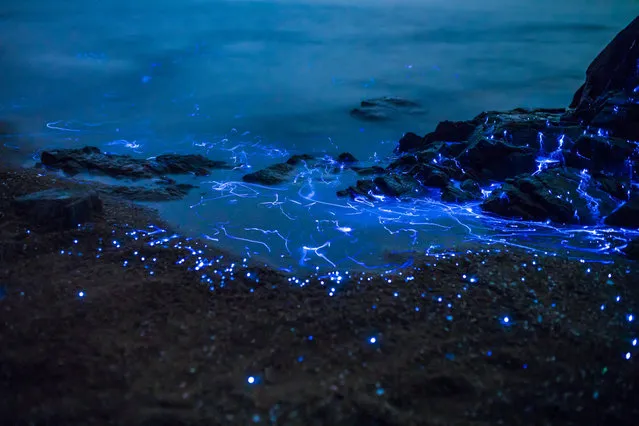 Bioluminescent sea fireflies glittering like diamonds on the rocks and sand. Okayama, Japan. August 2016. (Photo by Trevor Williams/Jonathan Galione/Getty Images)