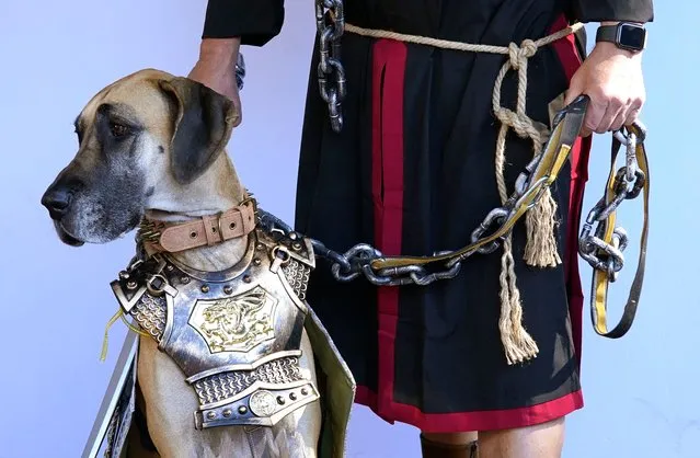 Dogs and owners compete in the 32nd Tompkins Square Halloween Dog Parade on October 22, 2022, at Tompkins Square in New York City. (Photo by Timothy A. Clary/AFP Photo)