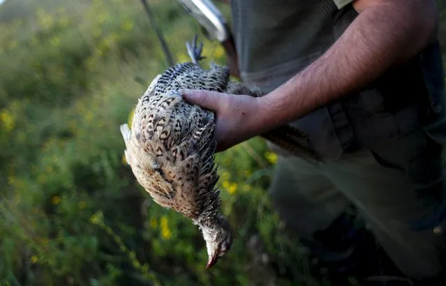 A hunter holds a shot female pheasant during the first day of the Italy hunting season in Castell'Azzara, Tuscany, central Italy, September 20, 2015. The number of hunters in Italy has been decreasing, from 1,701,853 in 1980 to 751.876 in 2007, with a percentage reduction of 55.8%, according to the latest available numbers from the national statistics bureau ISTAT. (Photo by Max Rossi/Reuters)