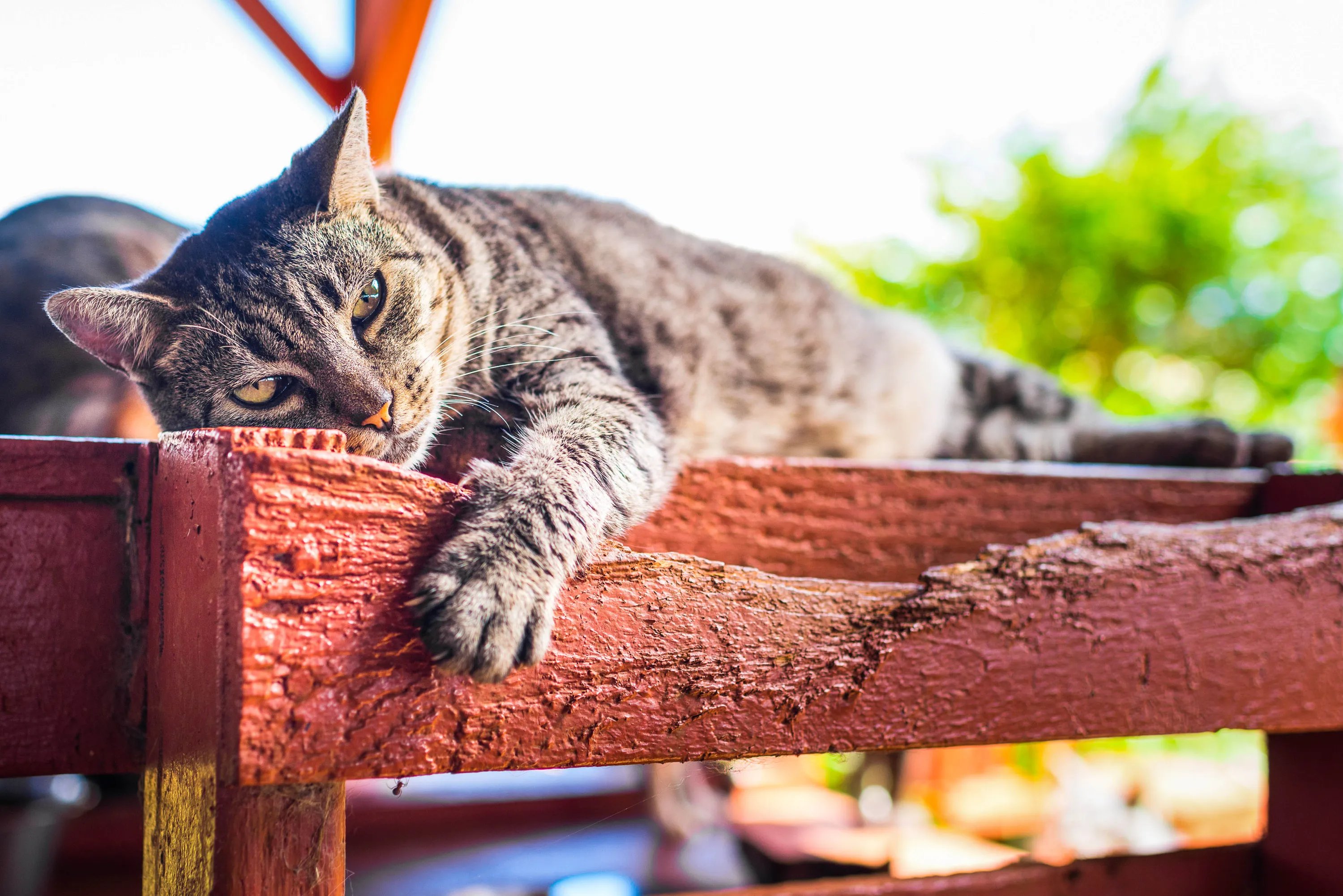 Кот в раю. Рай для кошек. Настырный кот. Рай животных. Гавайский кот.