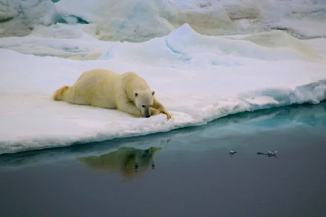 Winner, Behaviour category. Respiro by Antonia Doncila. This photograph was taken while crossing the Fram Strait near the eastern Greenland coast. The polar bear found a portion of fast ice which rapidly became his home. (Photo by Antonia Doncila/PA Wire/Royal Society Publishing Photography Competition 2017)