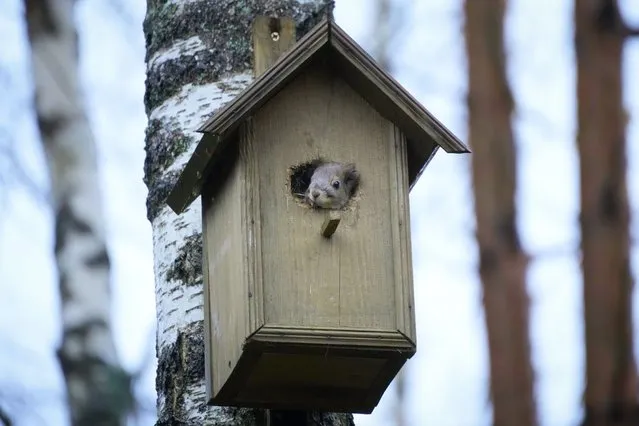 A squirrel peers out of a birdhouse it has settled in to spend the winter in the village of Podolye, 70km east of St. Petersburg, Russia, Tuesday, November 8, 2022. (Photo by Dmitri Lovetsky/AP Photo)