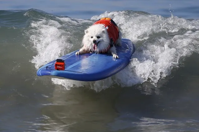 A dog catches a wave during the Surf City Surf Dog Contest in Huntington Beach, California September 27, 2015. (Photo by Lucy Nicholson/Reuters)