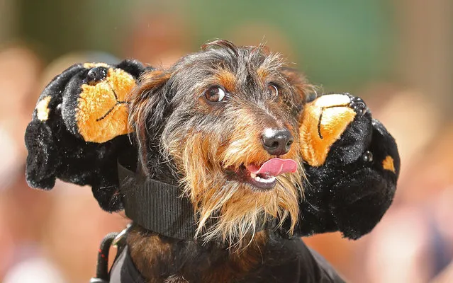 A dachshund with three heads competes in The Best Dressed Dachshund Costume Competition during the annual Teckelrennen Hophaus Dachshund Race on September 23, 2017 in Melbourne, Australia. The annual “running of the Wieners” is held to celebrate Oktoberfest.  (Photo by Scott Barbour/Getty Images)