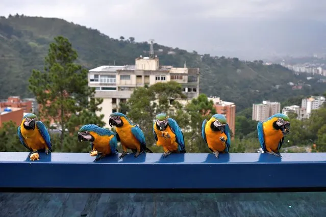 Macaws eat fruits at the balcony of a house in Caracas, Venezuela on November 8, 2022. (Photo by Gaby Oraa/Reuters)