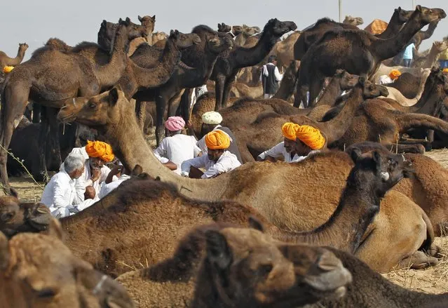 Camel traders wearing turbans rest in a group surrounded by their camels at the Pushkar Fair in the desert Indian state of Rajasthan October 30, 2014. Thousands of animals, mainly camels, are brought to the annual fair to be traded. (Photo by Jitendra Prakash/Reuters)