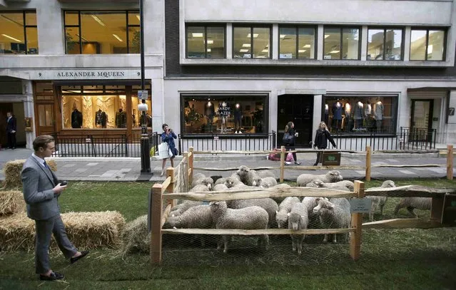 Passers-by stop to look at a flock of Exmoor Horn sheep, in Savile Row, London, Britain October 5, 2015. The Campaign for Wool marked the beginning of Britain's national Wool Week on Monday, on one of London's most renowned streets. (Photo by Peter Nicholls/Reuters)