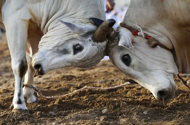 Two bulls lock their horns during a bullfight in the eastern emirate of Fujairah October 17, 2014. (Photo by Ahmed Jadallah/Reuters)