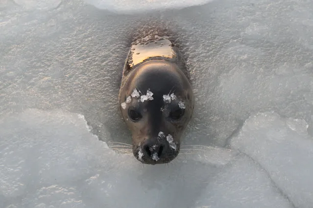 A spotted seal waits to be fed in the icy water at seal bay of Yantai City, east China's Shandong Province, January 12, 2018. (Photo by Shen Jizhong/Xinhua/Barcroft Images)