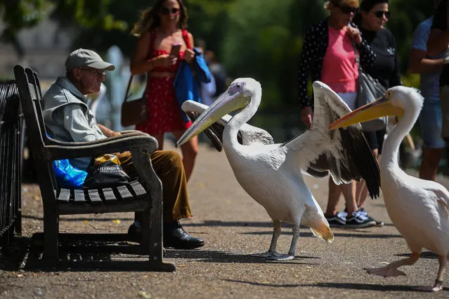 Pelicans in St James's Park in London, United Kingdom on August 3, 2020. (Photo by Kirsty O'Connor/PA Images via Getty Images)