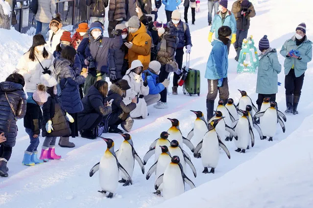 King penguins walk along a snow-covered path at Asahiyama Zoo in the northern Japan city of Asahikawa in Hokkaido on December 16, 2022, as the penguin parade, the zoo's popular winter attraction through March, began the same day. (Photo by Kyodo News/Newscom/Avalon)