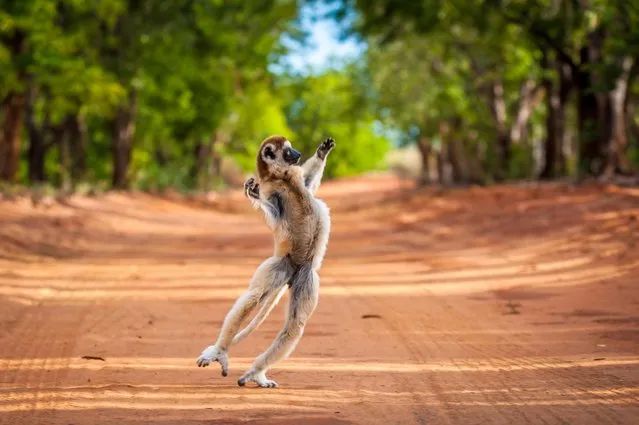 The Sifaka jumps along the road. (Photo by Shannon Wild/Caters News Agency)