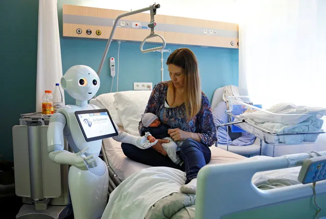 New recruit “Pepper” the robot, a humanoid robot designed to welcome and take care of visitors and patients, holds the hand of a new born baby next to his mother at AZ Damiaan hospital in Ostend, Belgium June 16, 2016. (Photo by Francois Lenoir/Reuters)
