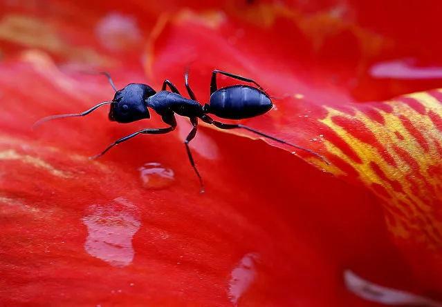 A black ant walks on a Canna Flower after a brief spell of rain in New Delhi, India, 03 July 2014. Indian meteorological department forecast constant rains in the next few days as monsoon finally hit the Indian national capital after a delay. (Photo by Harish Tyagi/EPA)