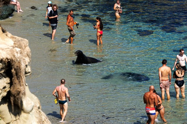A sea lion comes out of the ocean surrounded by beachgoers in La Jolla neighborhood of San Diego, California, U.S. , September 3, 2025. (Photo by Mike Blake/Reuters)