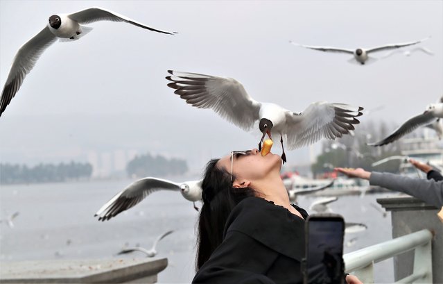 A woman feeds red-billed gulls on the Haigeng Dam of Dian Lake on March 5, 2023 in Kunming, Yunnan Province of China. (Photo by Yang Zheng/VCG via Getty Images)