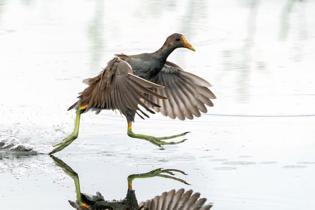 A common gallinule runs across the water to escape a nearby alligator at Green Cay Nature Center in Boynton Beach, Florida on September 4, 2025. Unlike most waterbirds, gallinules have long toes that allow them to walk on floating vegetation. The species is known for its loud, cackling calls that often echo through wetlands. (Photo by Ronen Tivony/NurPhoto/Rex Features/Shutterstock)