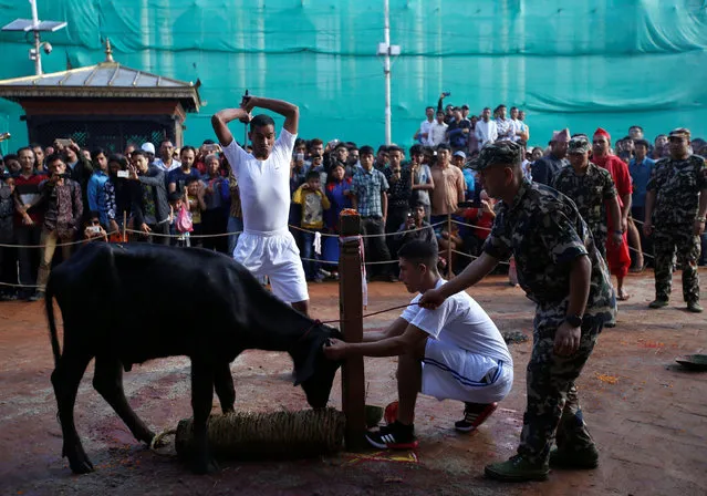 A Hindu man slaughters a water buffalo at a sacrificial ceremony during “Dashain”, a Hindu religious festival in Kathmandu, Nepal October 10, 2016. (Photo by Navesh Chitrakar/Reuters)