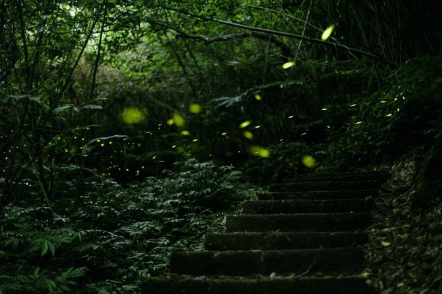 A long exposure photo shows a swarm of fireflies at Longgang Trail in Keelung, Taiwan on May 7, 2024. The firefly season in Taiwan usually starts in late April and lasts through early May. (Photo by I-Hwa Cheng/AFP Photo)