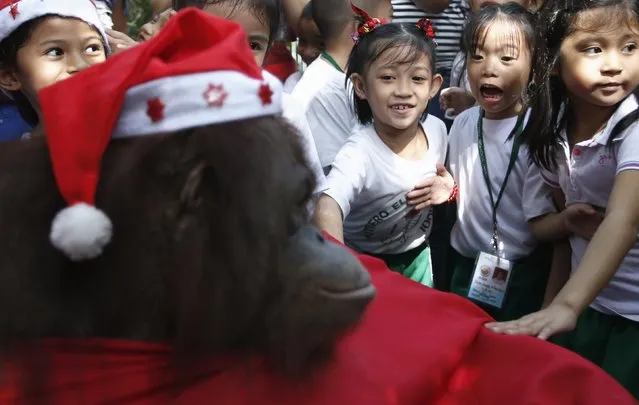 Schoolchildren touch an orangutan dressed in a Santa Claus outfit during the Animal Christmas party at Malabon Zoo in Manila December 18, 2014. (Photo by Erik De Castro/Reuters)