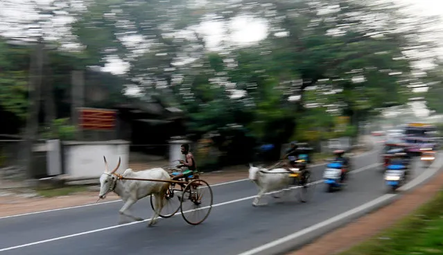 Competitors take part in a bullock cart race during traditional festival games ahead of celebrations for the Sinhalese and Tamil New Year, in Homagama, Sri Lanka April 1, 2018. (Photo by Dinuka Liyanawatte/Reuters)