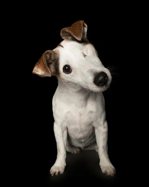 “Dott”. Jack russell. Lost an eye to melanoma. (Photo by Alex Cearns/The Guardian)
