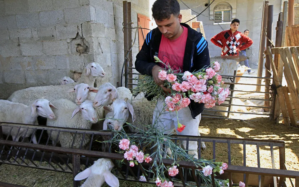 The Week in Pictures: Animals, April 20 – April 26, 2013