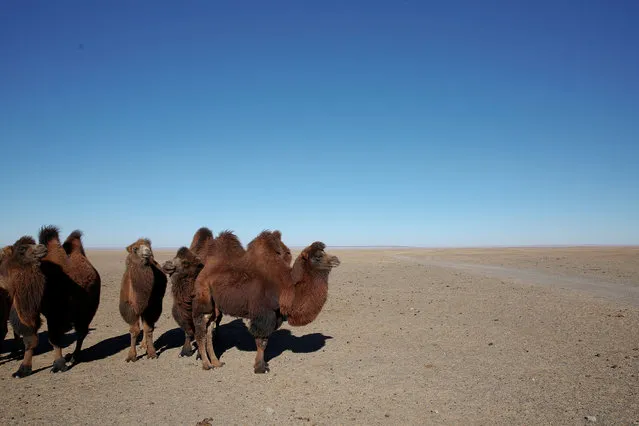 A heard of camels graze at Khanbogd Soum, near the border with China, in the Gobi desert, Mongolia, October 29, 2017. (Photo by Bazarsukh Rentsendorj/Reuters)