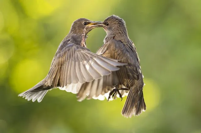 What looks like a kiss between two young starlings in Vilvoorde, Belgium in March 2023, is actually a squabble over food. (Photo by Wouter Cardoen/Solent News)
