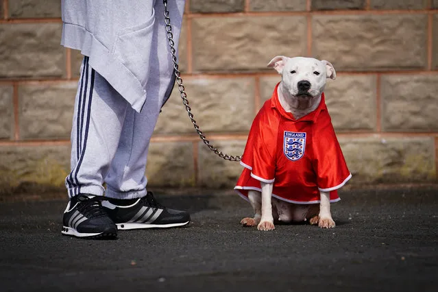 A bull terrier wears an England football shirt as people take part in the annual Stone Cross St George's Day Parade on April 22, 2018 in West Bromwich, England. The Black Country parade is a non-political event and is paid for by donations and fundraising events throughout the year. It is believed to be the biggest St George's Day Parade in the world. Celebrations take place across the country to celebrate St. George, the patron saint of England. The emblem of St George, a red cross on a white background is the flag of England. The cross of Saint George is incorporated in the Union Flag representing the United Kingdom. (Photo by Christopher Furlong/Getty Images)