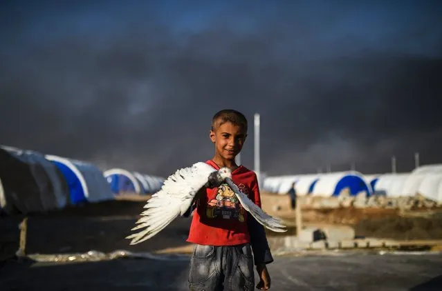 A displaced young Iraqi boy holds a pigeon at refugee camp on October 22, 2016 in the town of Qayyarah, south of Mosul, as an operation to recapture the city of Mosul from the Islamic State group takes place. (Photo by Bulent Kilic/AFP Photo)