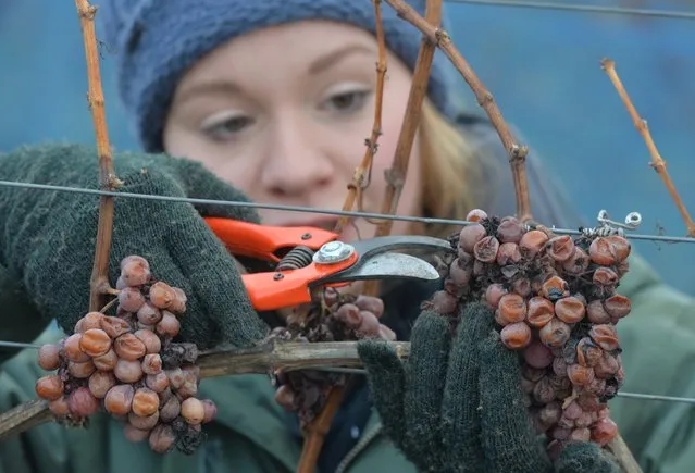 Claudia Jaeger harvests Traminer grapes for the ice wine production, a dessert wine made from  frozen grapes at the Freyburger Muehlberg vineyard near Zeuchfeld, Germany,  Sunday December 28, 2014. (Photo by Hendrik Schmidt/AP Photo/DPA)