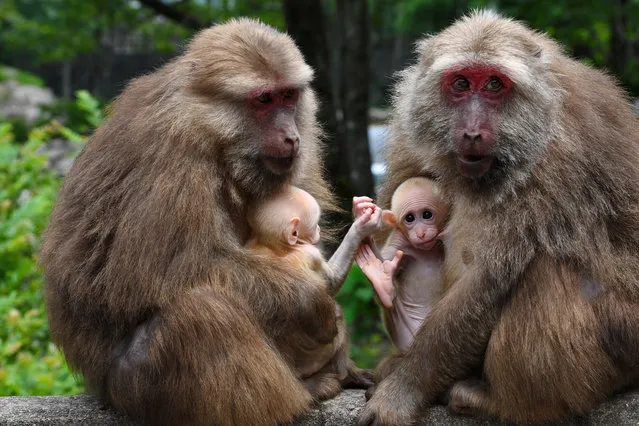 Macaques hold their offspring at a national nature reserve in Mount Wuyi in southeast China’s Fujian Province on May 08, 2018. (Photo by Zhang Guojun/Xinhua/Barcroft Images)