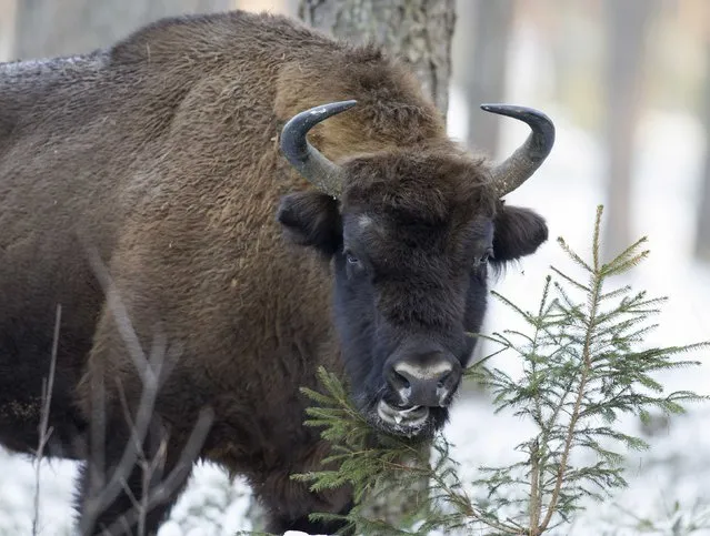 An European bison feeds in a forest of the Nalibokskaya Pushcha Reserve, near the village of Rum, west of Minsk, January 6, 2015. The bison, a national symbol of Belarus, is the largest wild animal in the country, and several dozens of them live in this reserve, which has the largest forest in Belarus. (Photo by Vasily Fedosenko/Reuters)