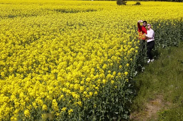Edgard Pacheco and Pamela Rowland from Brazil and Mayo stop for a photograph in the sunlight in a field of flowering yellow Oilseed rape near Lucan in Co Dublin on April 14, 2023. (Photo by Alan Betson/The Irish Times)