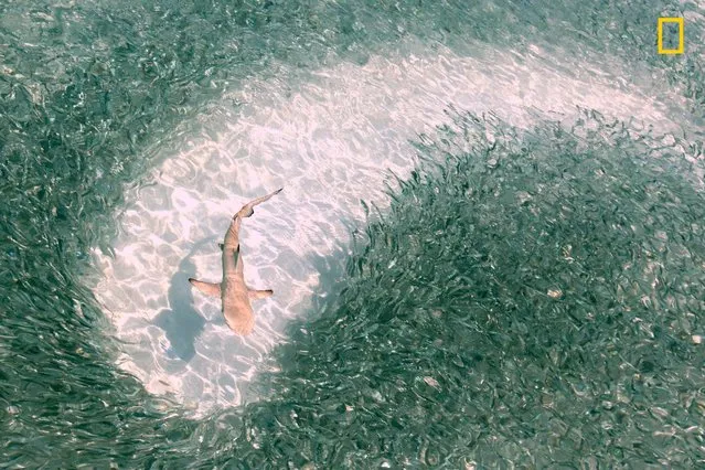 “Chasing Lunch”. “A baby black-tip reef shark swims through a swarm of silver sprats at lunchtime in the lagoon of Mirihi Island in Maldives”. (Photo by Mohamed Shareef/National Geographic Travel Photographer of the Year Contest)