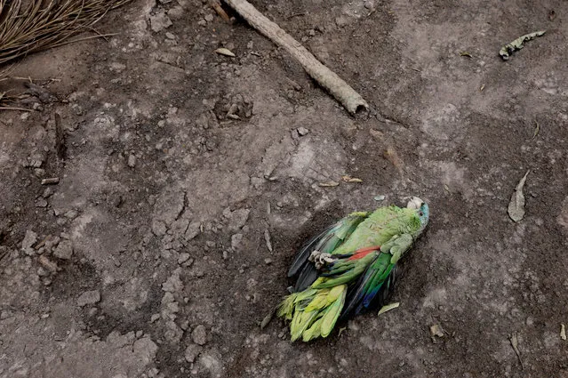 A dead parakeet is seen outside a house affected by the eruption of the Fuego volcano at San Miguel Los Lotes in Escuintla, Guatemala, June 6, 2018. (Photo by Carlos Jasso/Reuters)