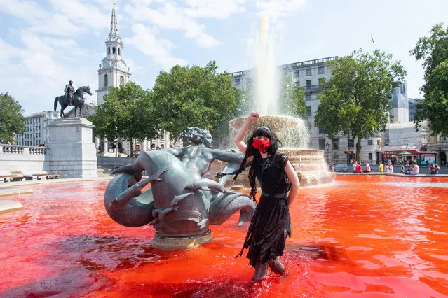 Extinction Rebellion activists dye fountains in Trafalgar Square, London on August 9, 2020, during a protest in solidarity with indigenous communities in Brazil who are dying from Covid-19. (Photo by Dominic Lipinski/PA Images via Getty Images)