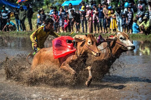 An Indonesian man rides two bulls at a traditional bull racing event, locally called "Karapan Sapi Brujul" in Probolinggo on May 21, 2023. (Photo by Juni Kriswanto/AFP Photo)