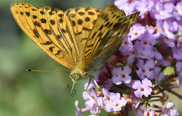 A 'dark green fritillary' butterfly enjoys a sunny and warm summer day on a blossom in Gelsenkirchen, Germany, Monday, August 21, 2017. (Photo by Martin Meissner/AP Photo)