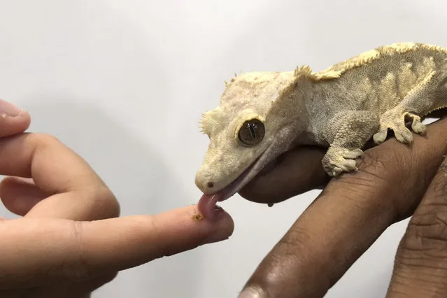 In this Thursday, June 21, 2018, photo, a Crested Gecko from New Caledonia named Donna, licks fruit puree off the finger of a child during a behind the scenes tour of RepTopia, where members of the public get up close with snakes and bearded dragons and other reptilian creatures at the Singapore Zoo in Singapore. This is part of the Singapore's Zoo's education and conservation efforts of wildlife to members of the public. (Photo by Wong Maye-E/AP Photo)