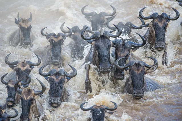 Wildebeest on migration in the Masai Mara, Kenya. (Photo by Ingo Gerlach/Caters News Agency)